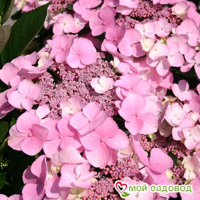 Гортензия крупнолистовая Маризи Перфекта ЗКС