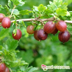 Крыжовник Нова