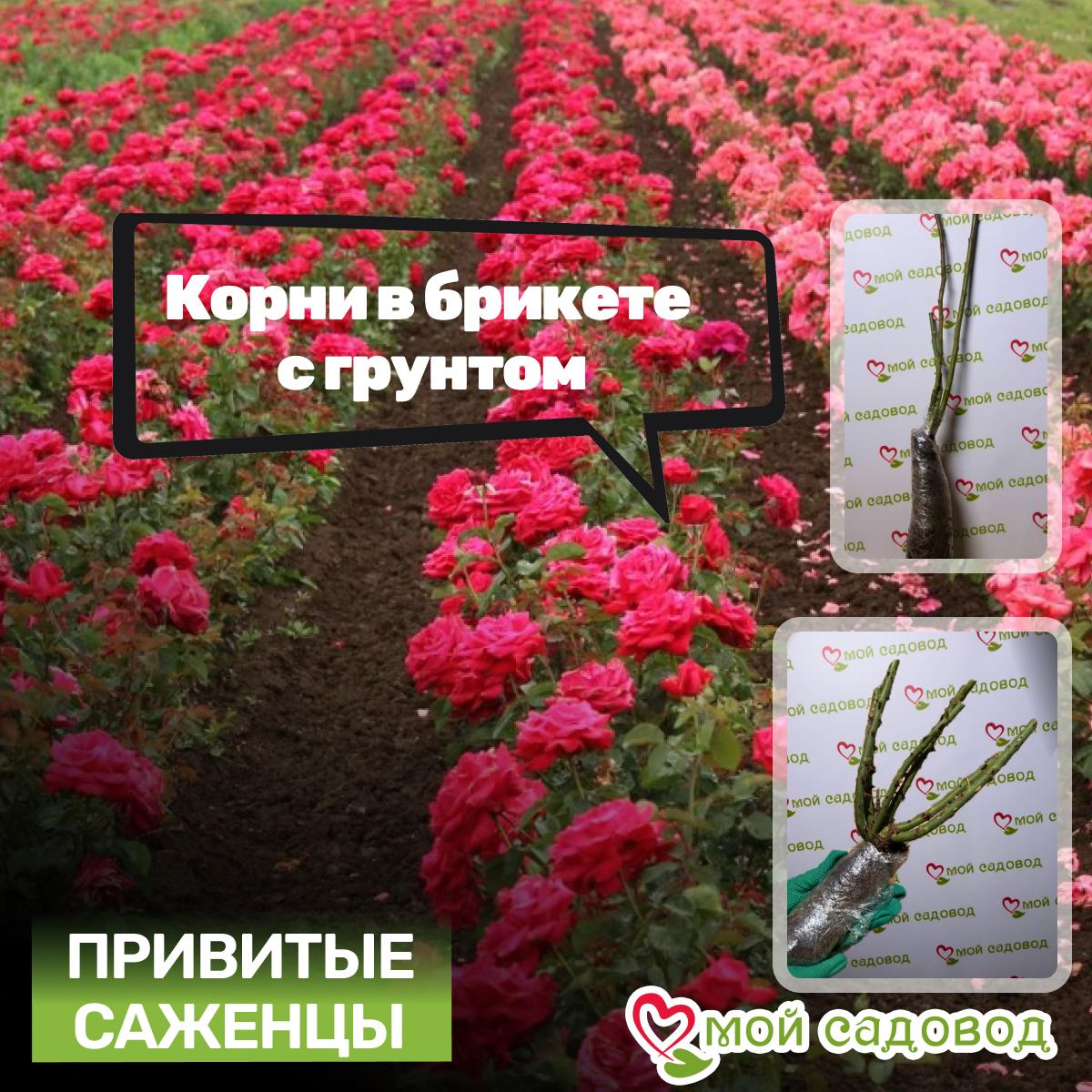 Роза чайно-гибридная Роза Скайлайн