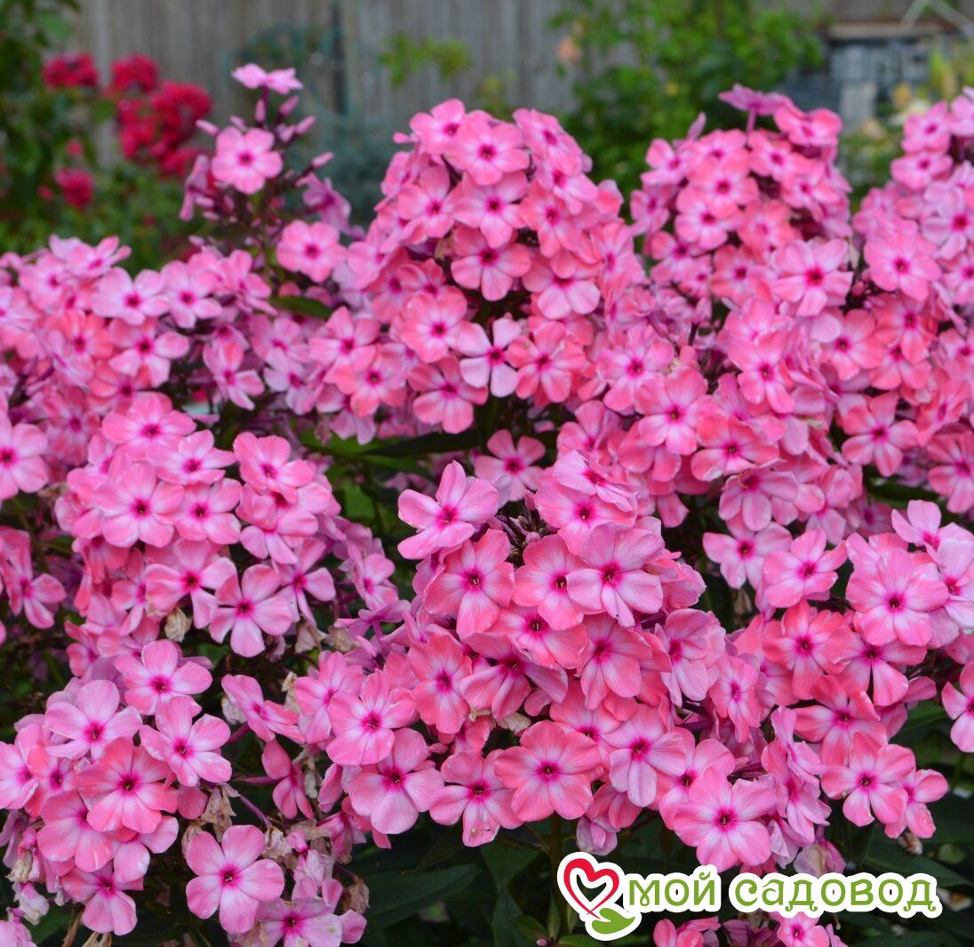 Флокс Оленька