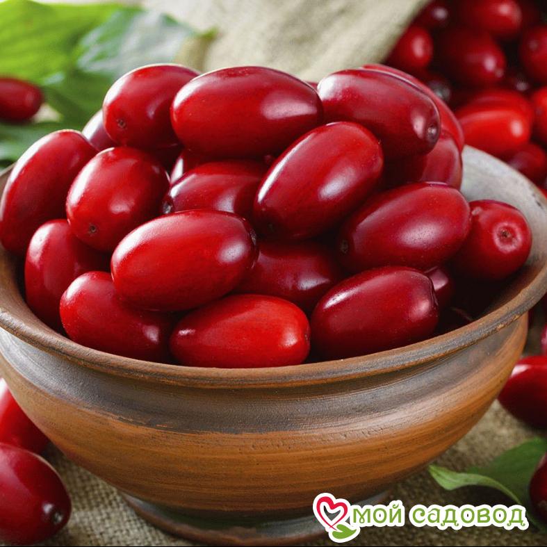 Кизил обыкновенный Макрокарпа (Cornus Macrocarpa)