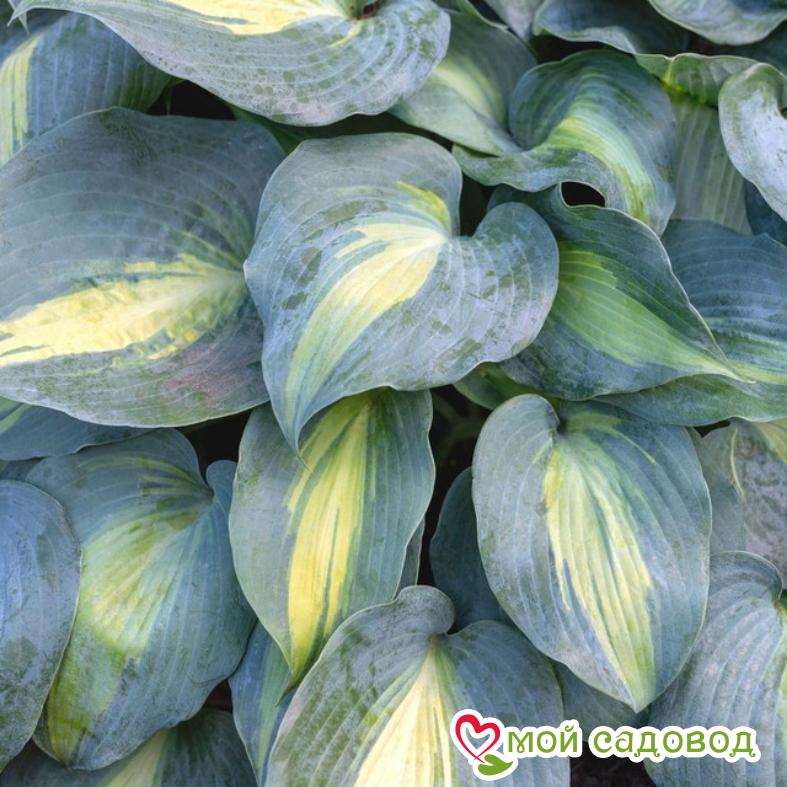 Хоста КАТЕРИНА