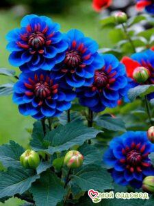 Георгин Аквамарин