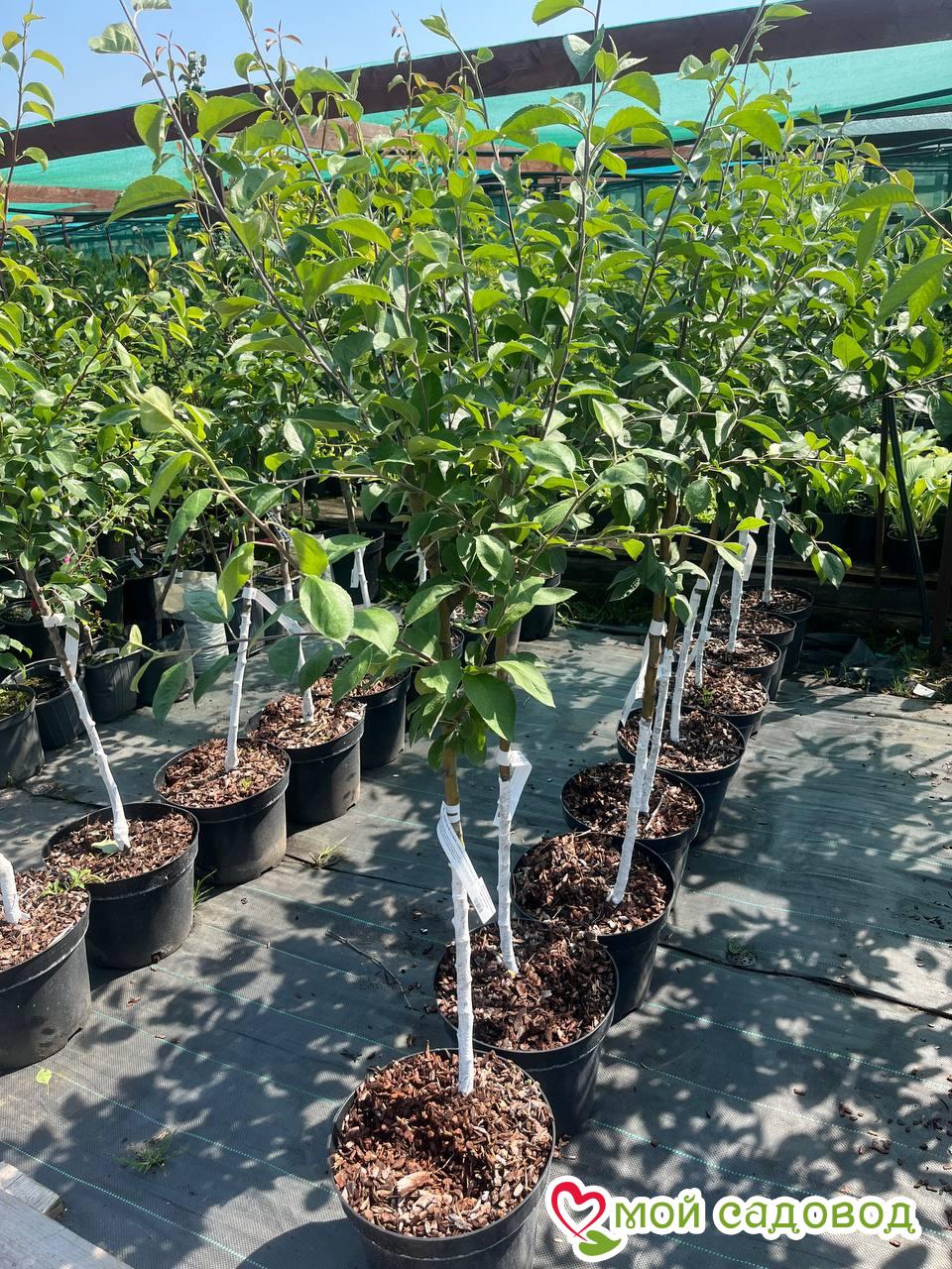 Яблоня Белый Лотос